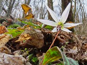 Festa di fiori sui sentieri per il Monte Ubione-6 marzo 2026-FOTOGALLERY